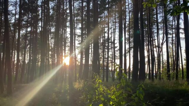 The sunset is seen among the trees while walking