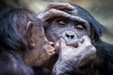 two monkies holding, delousing and kissing each other