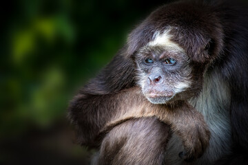 close-up portrait of a blue eyed spider  monkey resting its head on its arm