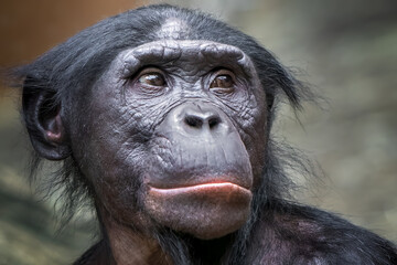 close-up portrait of a monkey