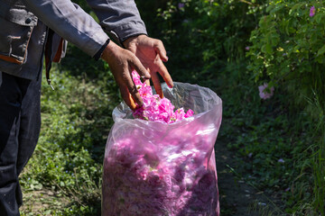 Worker Put Picked Blossoms of Roses into a Sack - 630283089