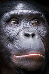 close-up portrait of a monkey