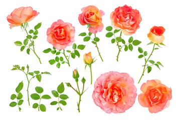 Salmon pink flowers, buds, leaves and branches set isolated transparent png
