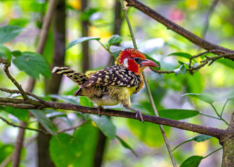 Red and Yellow Barbet (Trachyphonus erythrocephalus)