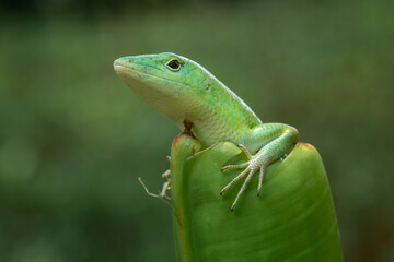 The Emerald Tree Skink (Lamprolepis smaragdina) is sometimes known as Green Tree Skink or Emerald...