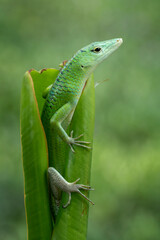 The Emerald Tree Skink (Lamprolepis smaragdina) is sometimes known as Green Tree Skink or Emerald Green Skink.