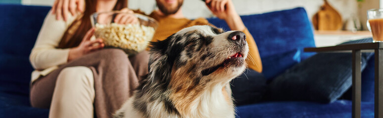 Cropped view of border collie sitting near blurred couple with popcorn on couch at home, banner