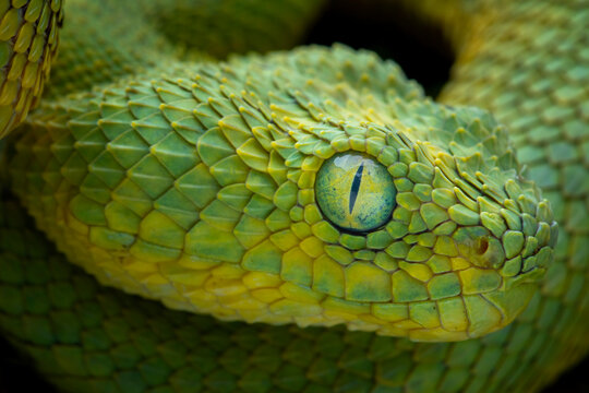 CalPhotos: Atheris chlorechis; West African Leaf Viper