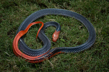 The Red-headed Krait (Bungarus flaviceps) is a snake with dramatic coloration native to South East Asia.