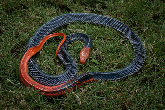 The Red-headed Krait (Bungarus flaviceps) is a snake with dramatic coloration native to South East Asia.