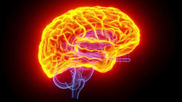 Animation of the cerebrum