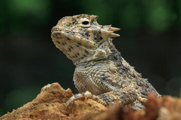 Closeup head of Phrynosoma, are known as the Horned Lizards, Horny Toads, or Horntoads, is a genus of North American Lizards. 