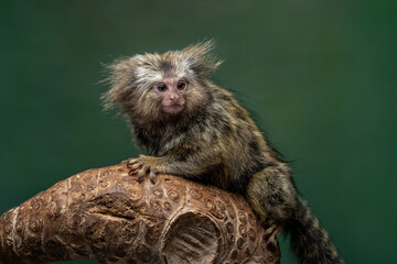 The Common Marmoset (Callithrix jacchus) is a small New World monkey. It originally comes from the forests in northeastern Brazil.