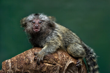 The Common Marmoset (Callithrix jacchus) is a small New World monkey. It originally comes from the forests in northeastern Brazil.