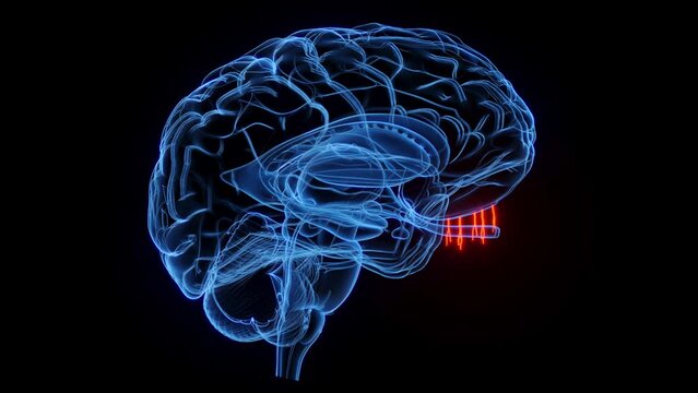 Animation of the olfactory nerve branches