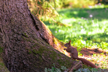 Eichhöhrnchen in freier Natur