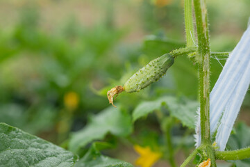 Young tomato plants in the morning in a Greenhouse. Horticulture. Vegetables.