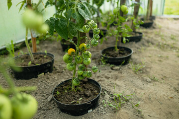 Close up shot of organic green tomatoes growing on a stem. Local produce farm. Copy space for text, background.