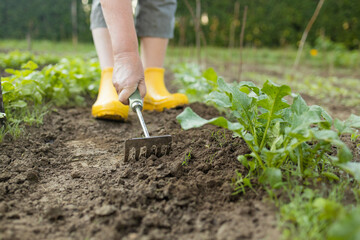 Gardener's hands working with a small green handle rakes loosening the soil on a flower bed
