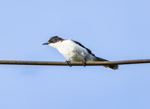 Dark-backed Sibia on the tree branch.