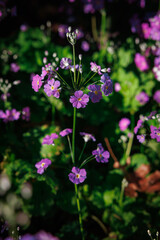 Purple flower in gardern