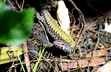 Italian wall lizard