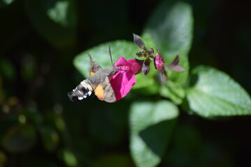 Fototapeta premium Hummingbird hawk moth