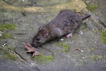Wild rat