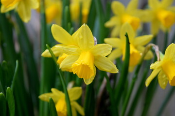 Obraz premium Daffodil