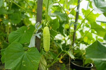 Young tomato plants in the morning in a Greenhouse. Horticulture. Vegetables.