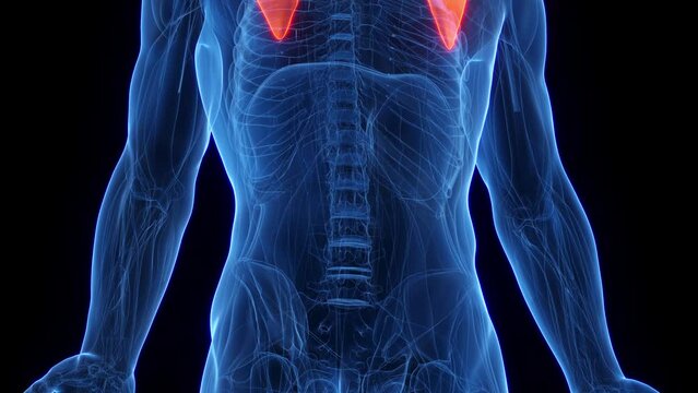 Animation of a man's pectoralis minor