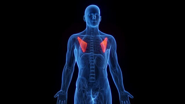 Animation of a man's pectoralis minor