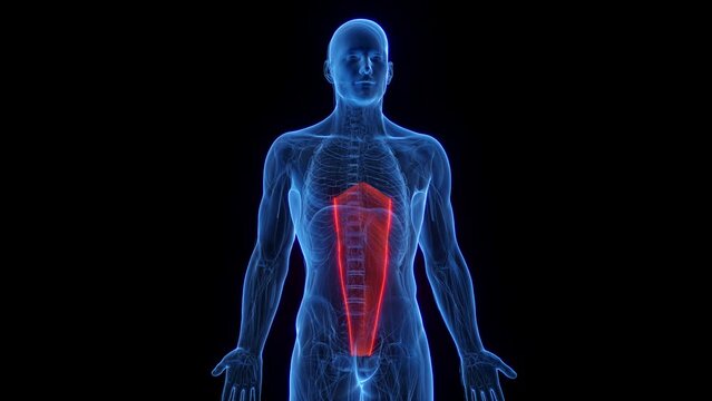 Animation of a man's rectus abdominis