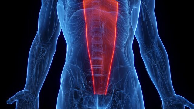 Animation of a man's rectus abdominis