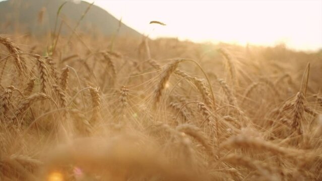 Gold wheat field during warm amazing summer sunrise in mountains. Beautiful nature sunset landscape. Background of ripening ears of meadow wheat field. Natural product. Slow motion