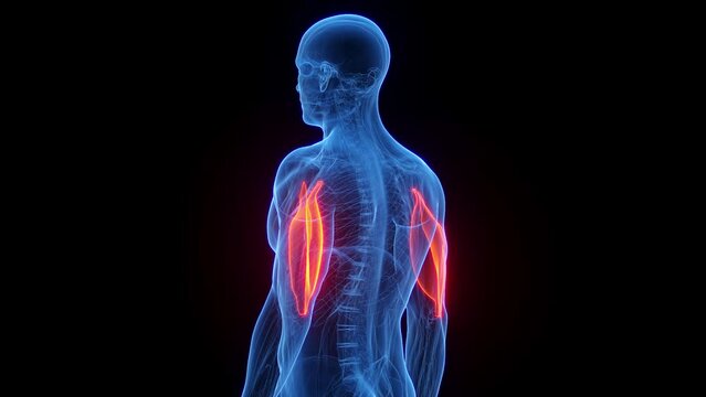 Animation of a man's triceps