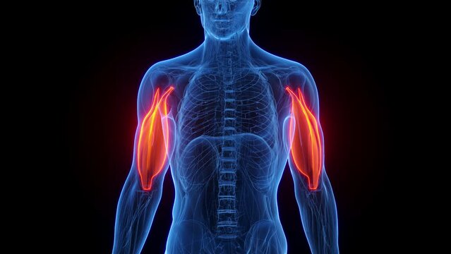 Animation of a man's triceps