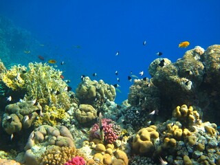 View on the tropical coral reef with swimming fish, blue ocean. Marine life in the shallow sea, underwater photography. Vivid aquatic wildlife and healthy reef. Undersea ecosystem.