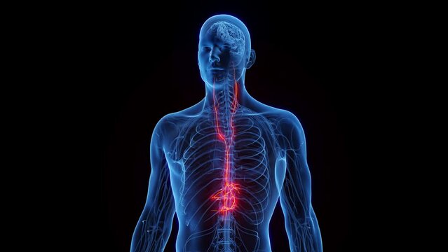 Animation of a man's vagus nerves