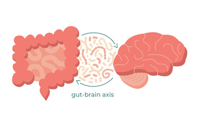 Gut-brain axis and microbiome concept. Enteric nervous system in human body, small and large intestine. Signals from brain to digestive tract. Colon, bowel and cerebrum flat vector illustration