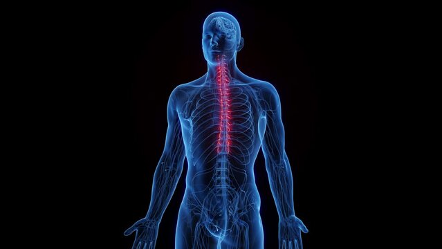 Animation of a man's sympathetic nerves