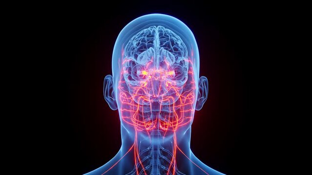 Animation of a man's cranial nerves