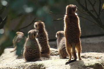 animaux