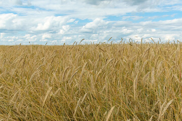 Wheat rye field, ears of rye in the wind. Agricultural industry. Fertile soil, harvest festival, crop yield. Healthy ripe spikelets at summer day.