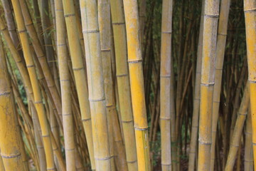 bambou jaune