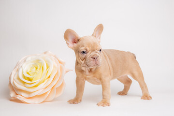 french bulldog puppy with spring flowers on white , calendar
