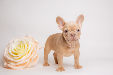 french bulldog puppy with spring flowers on white , calendar