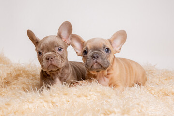 two French bulldog puppies sitting on a fur blanket on a white background