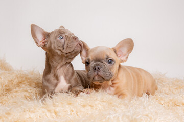two French bulldog puppies sitting on a fur blanket on a white background