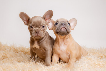 two French bulldog puppies sitting on a fur blanket on a white background